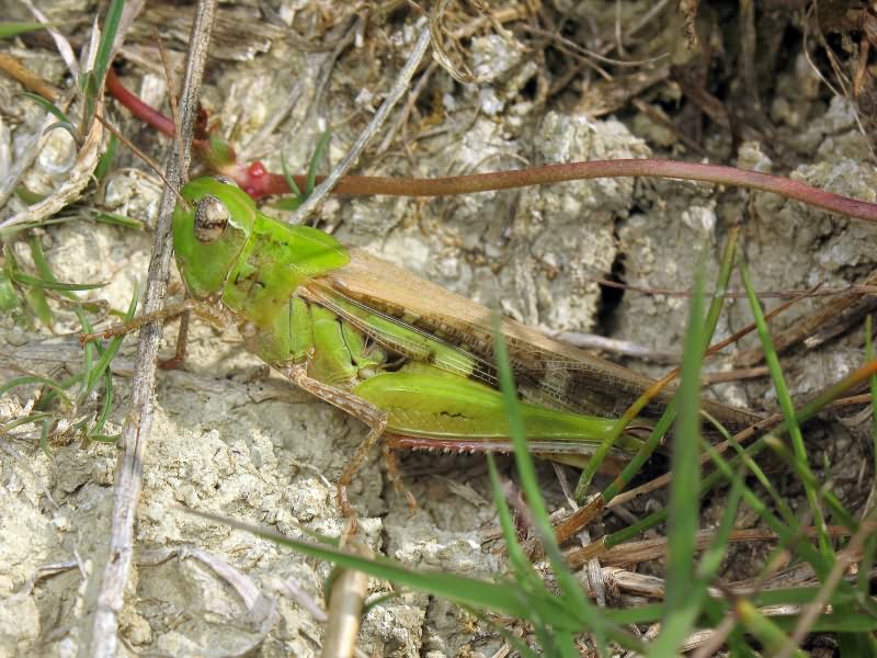 Aiolopus thalassinus (Fabricius, 1781)